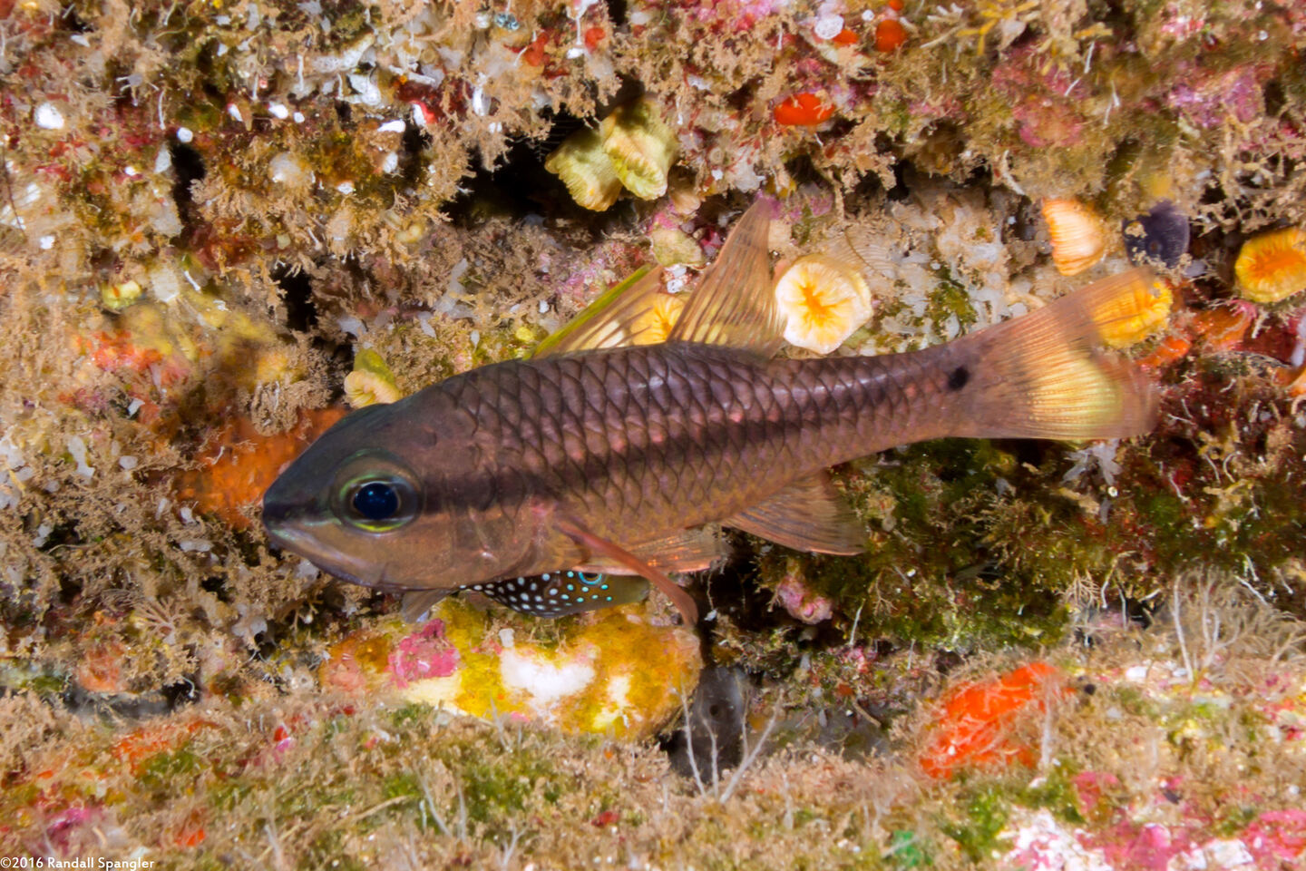 Pristiapogon kallopterus (Iridescent Cardinalfish)