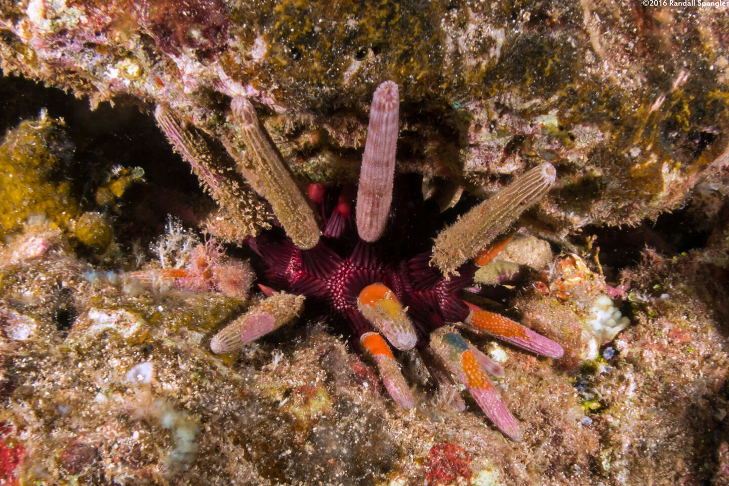 Prionocidaris thomasi (Thomas's Urchin)