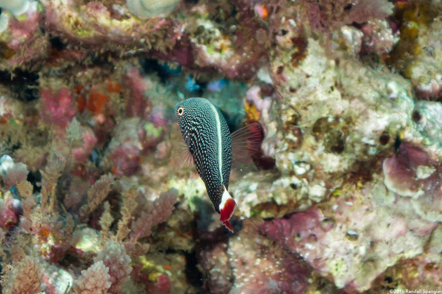 Anampses chrysocephalus (Psychedelic Wrasse)