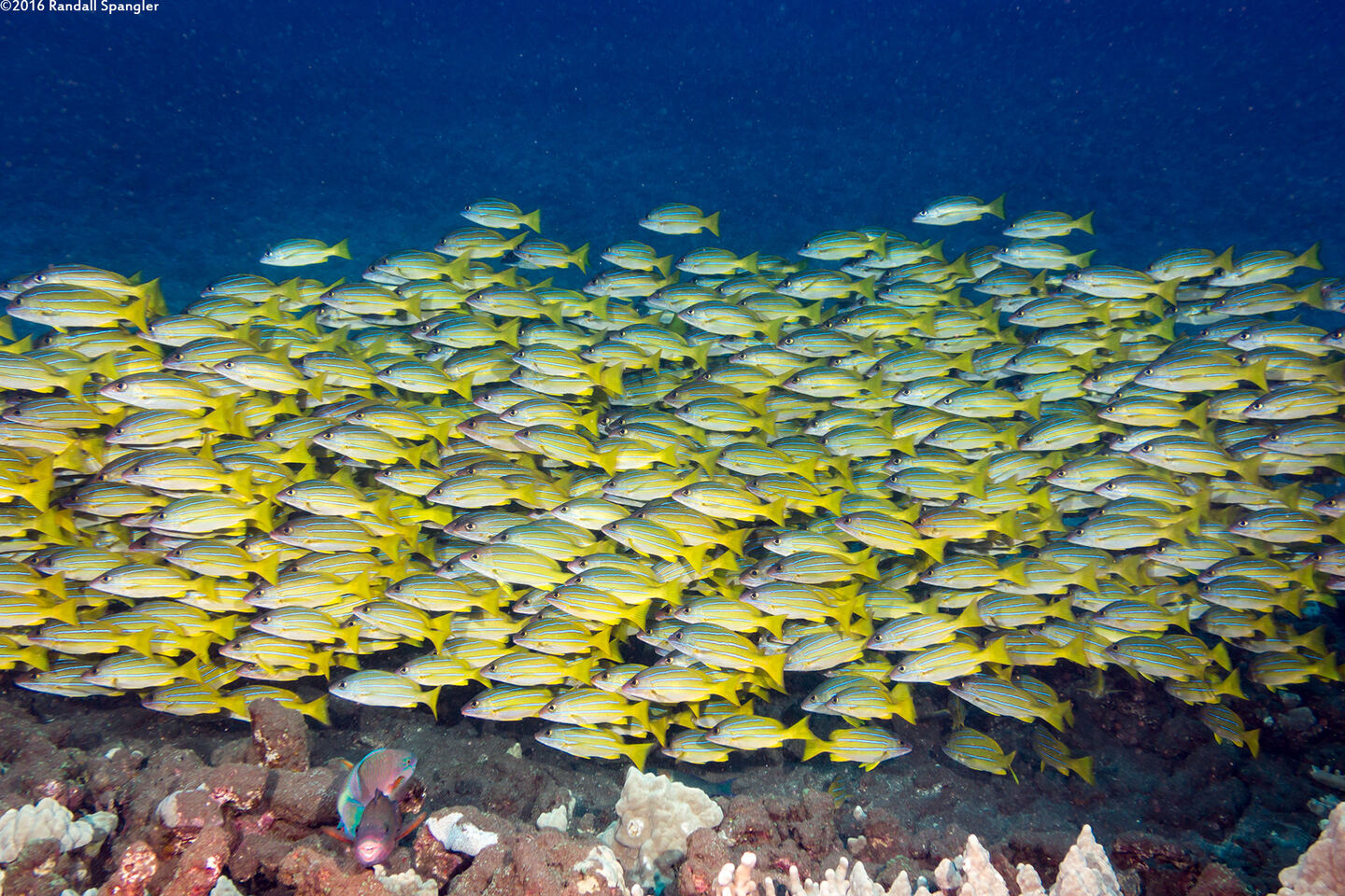 Lutjanus kasmira (Bluestripe Snapper)