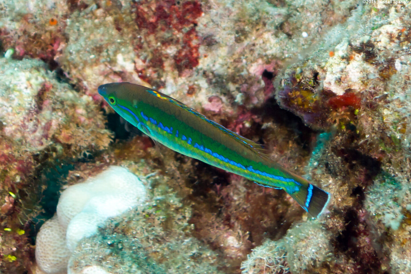 Pseudojuloides cerasinus (Pencil Wrasse)