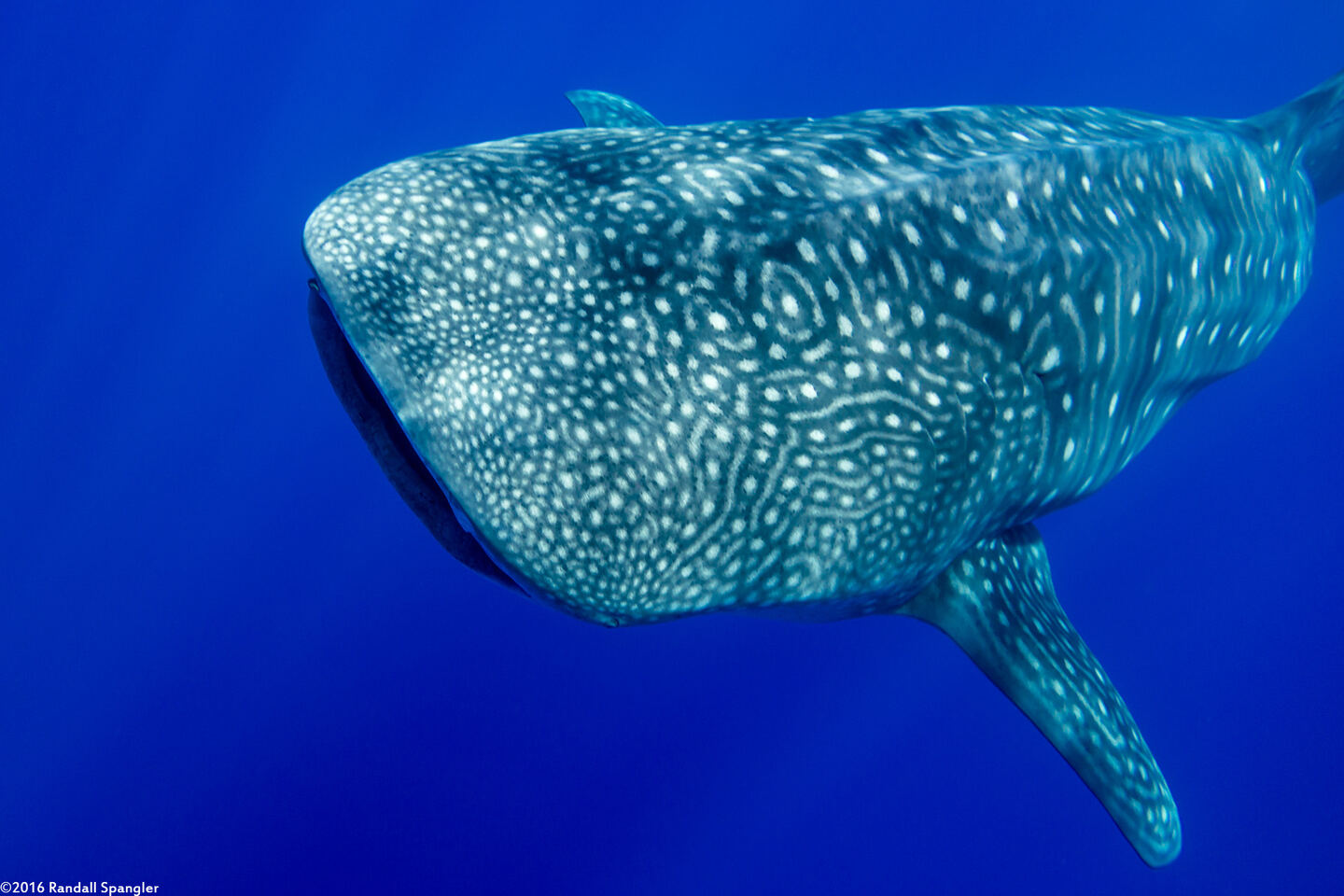 Rhincodon typus (Whale Shark)