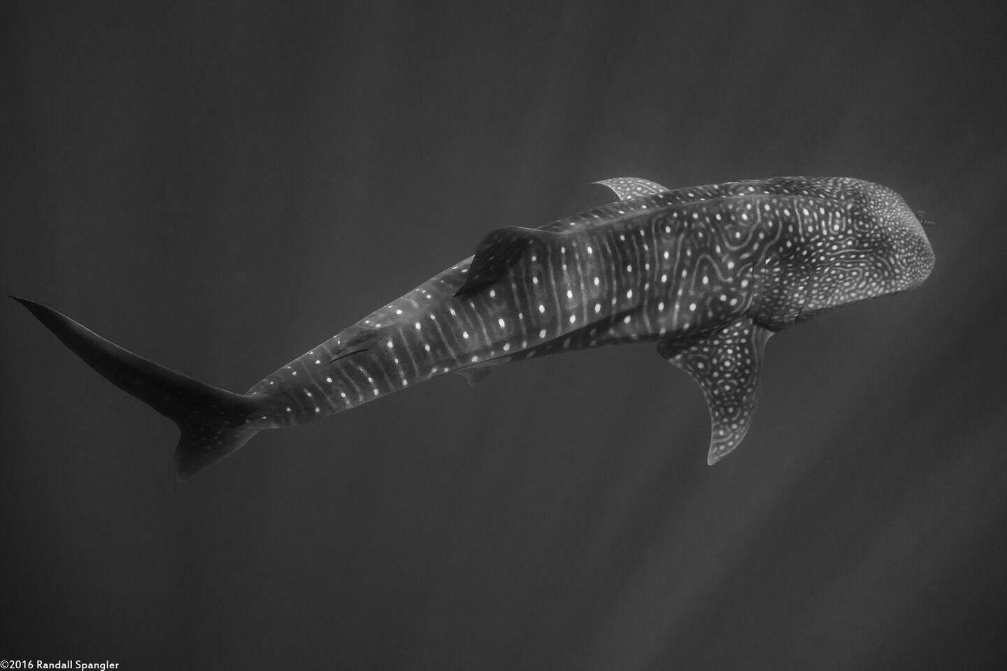 Rhincodon typus (Whale Shark)