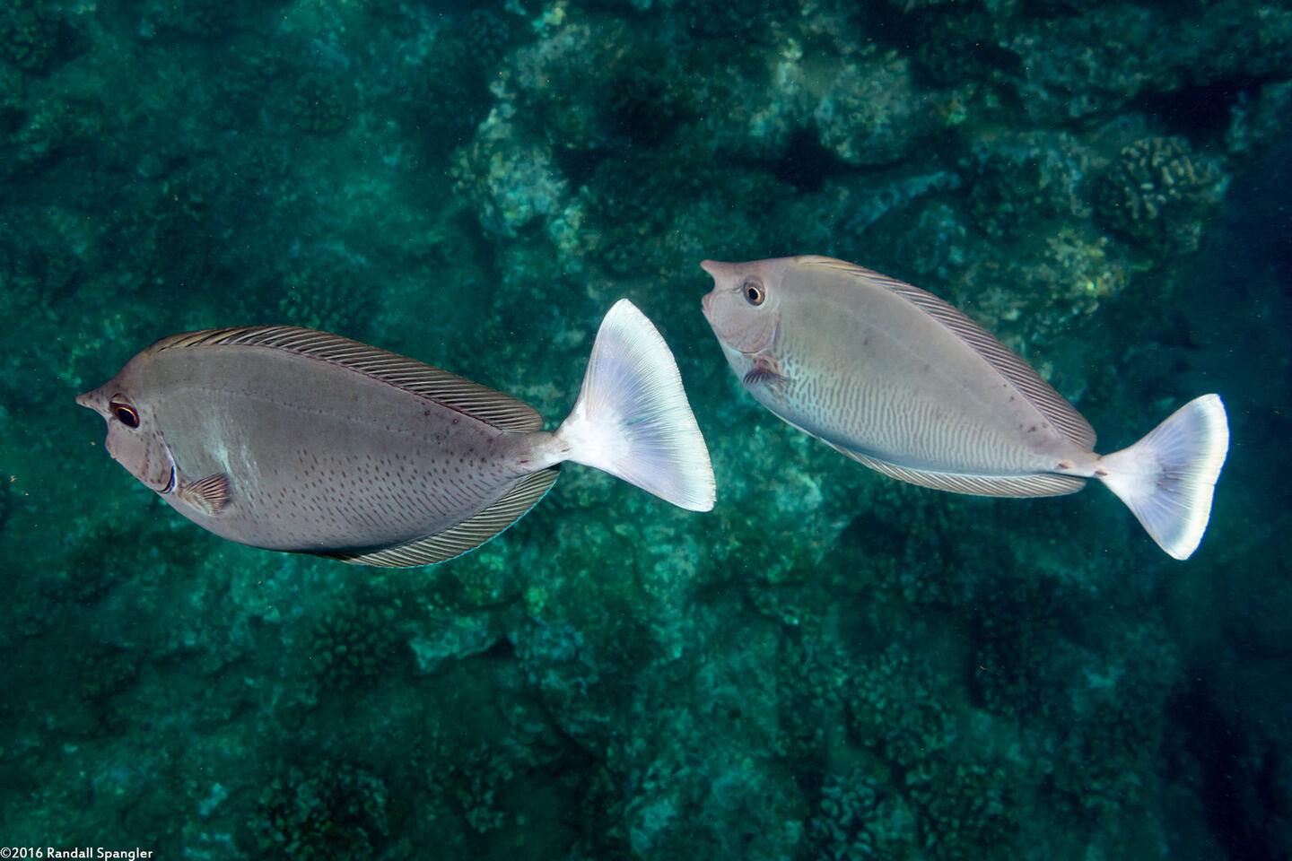 Naso brevirostris (Paletail Unicornfish)