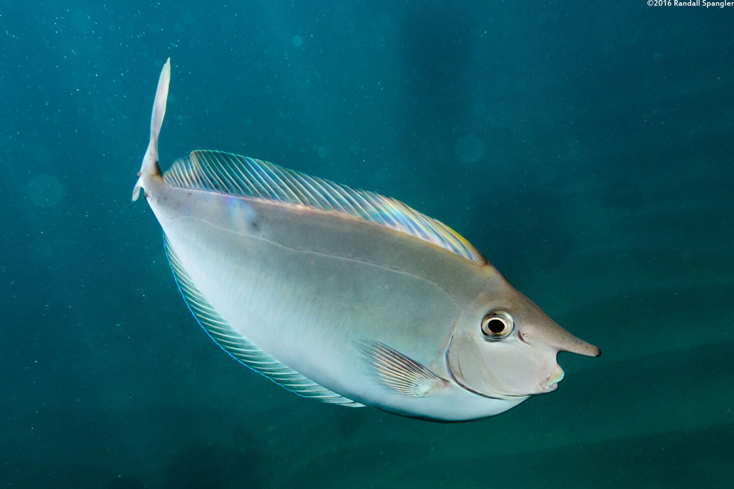 Naso brevirostris (Paletail Unicornfish)