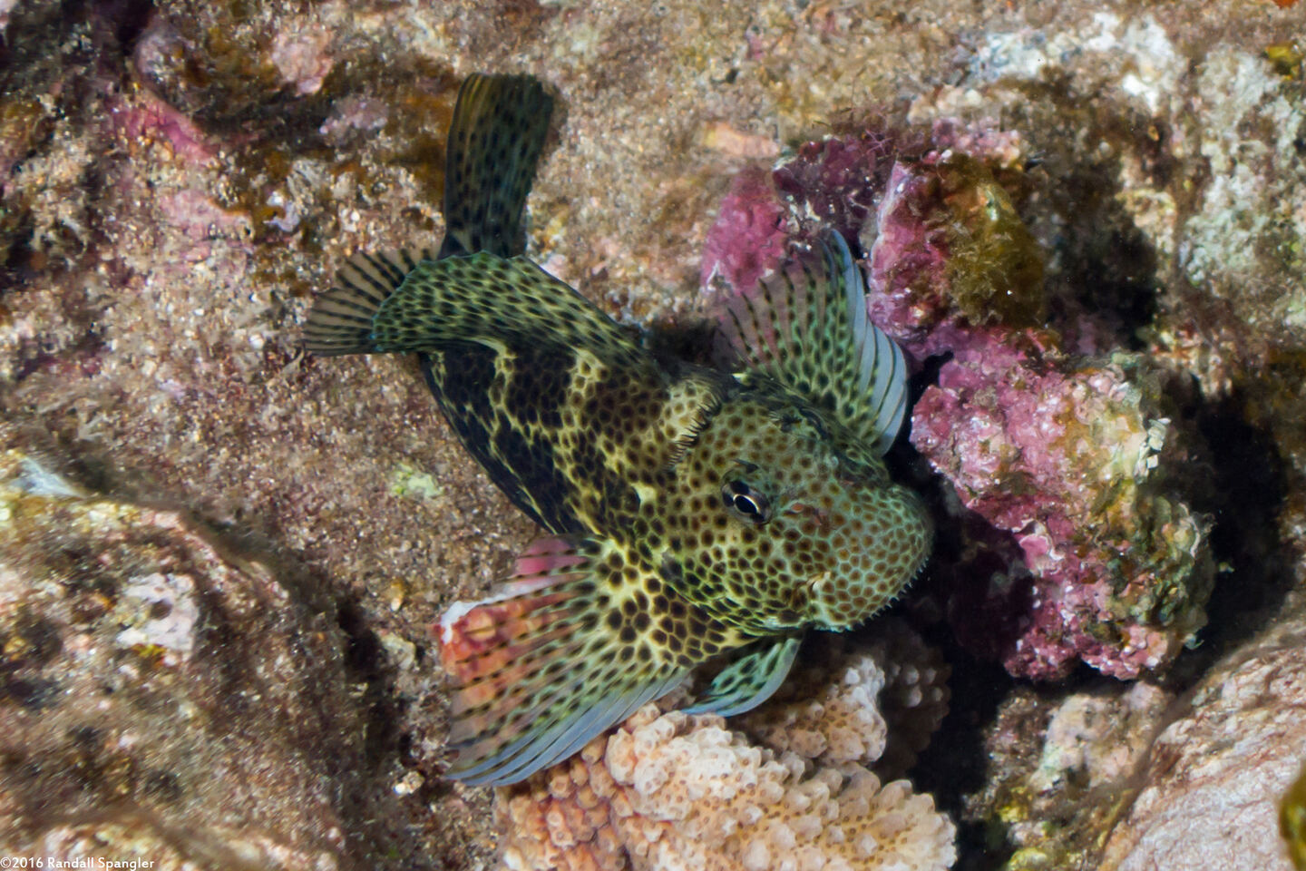 Exallias brevis (Spotted Coral Blenny)