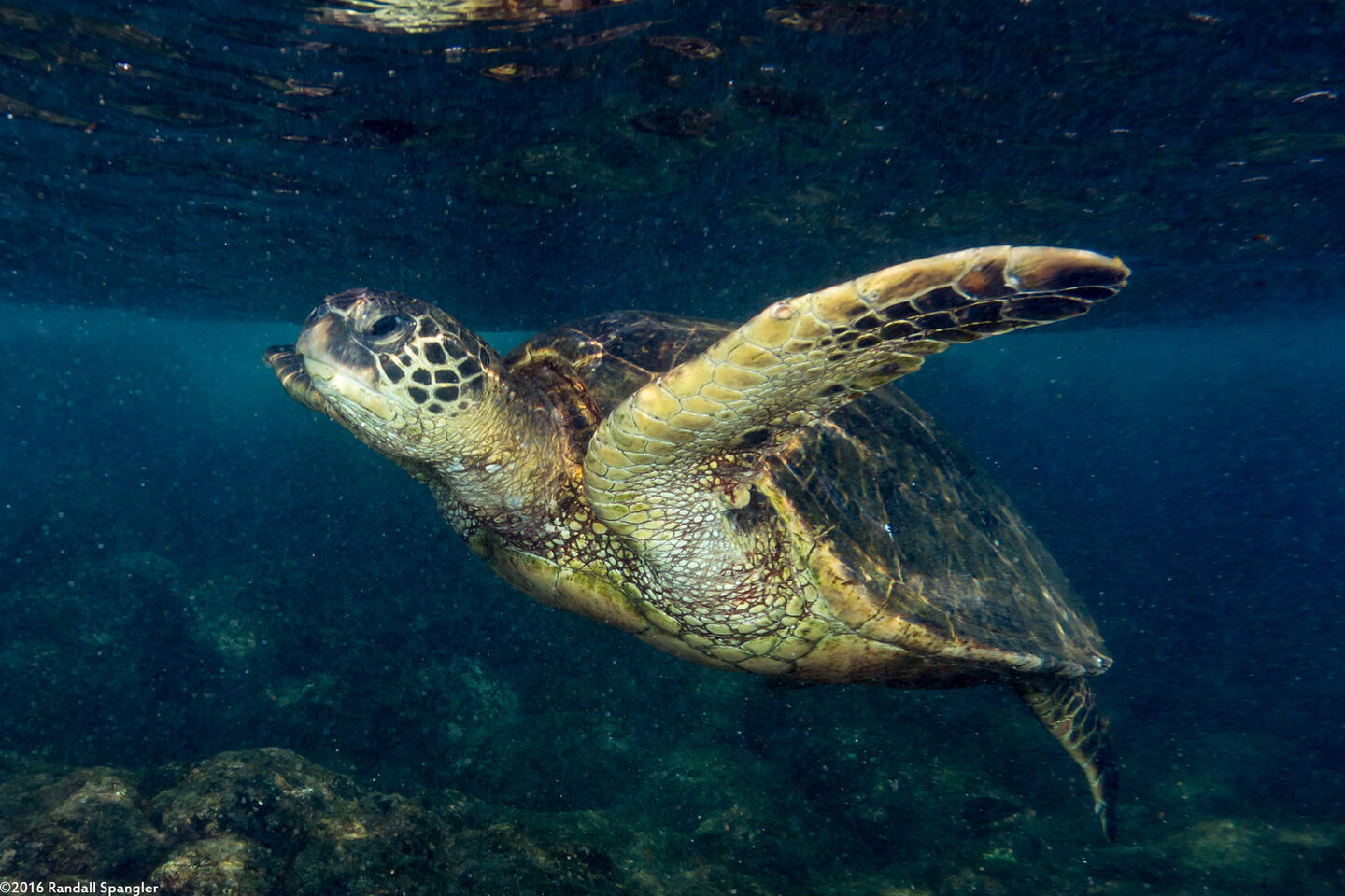 Chelonia mydas (Green Sea Turtle)