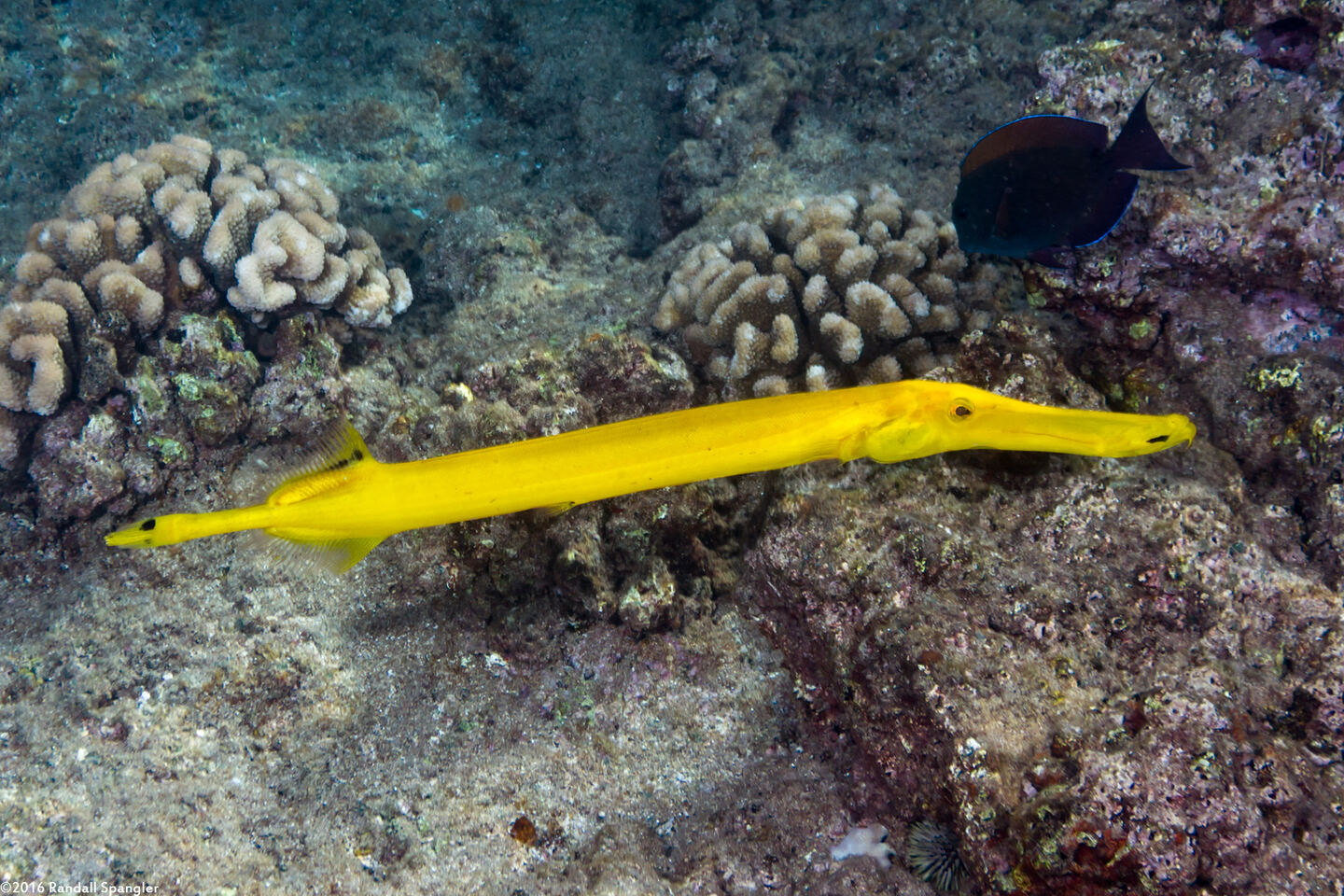 Aulostomus chinensis (Trumpetfish)
