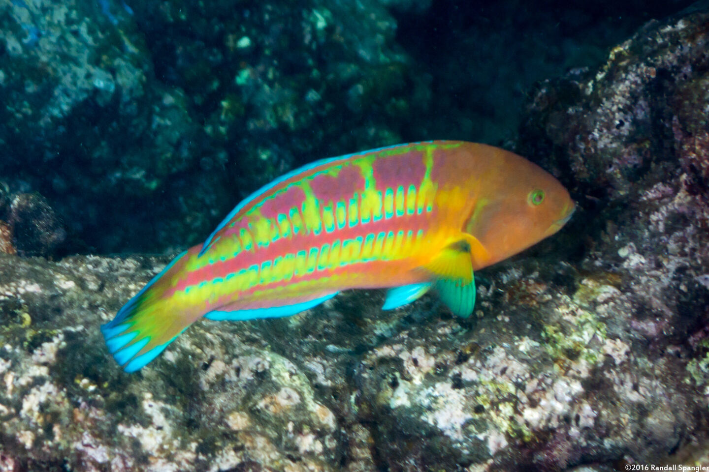 Thalassoma trilobatum (Christmas Wrasse)