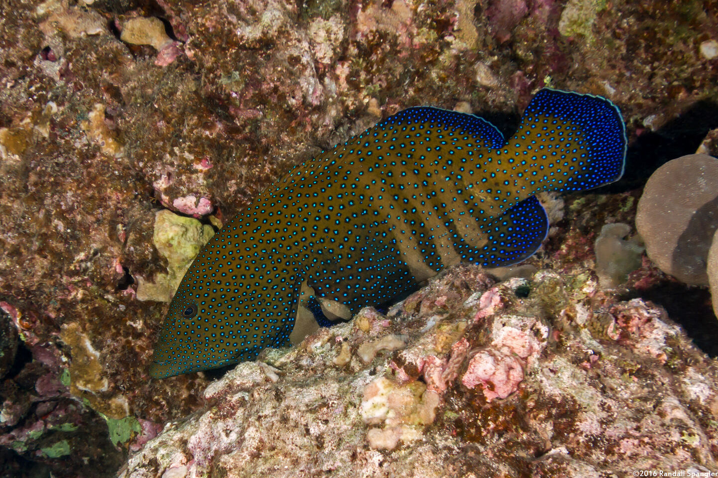 Cephalopholis argus (Peacock Grouper)