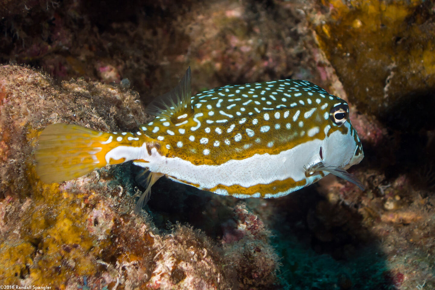 Ostracion whitleyi (Whitley's Boxfish)