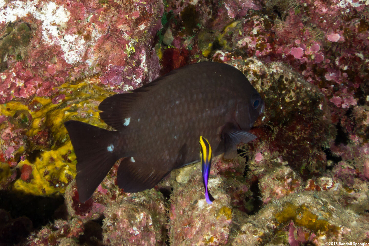 Chromis verater (Threespot Chromis)