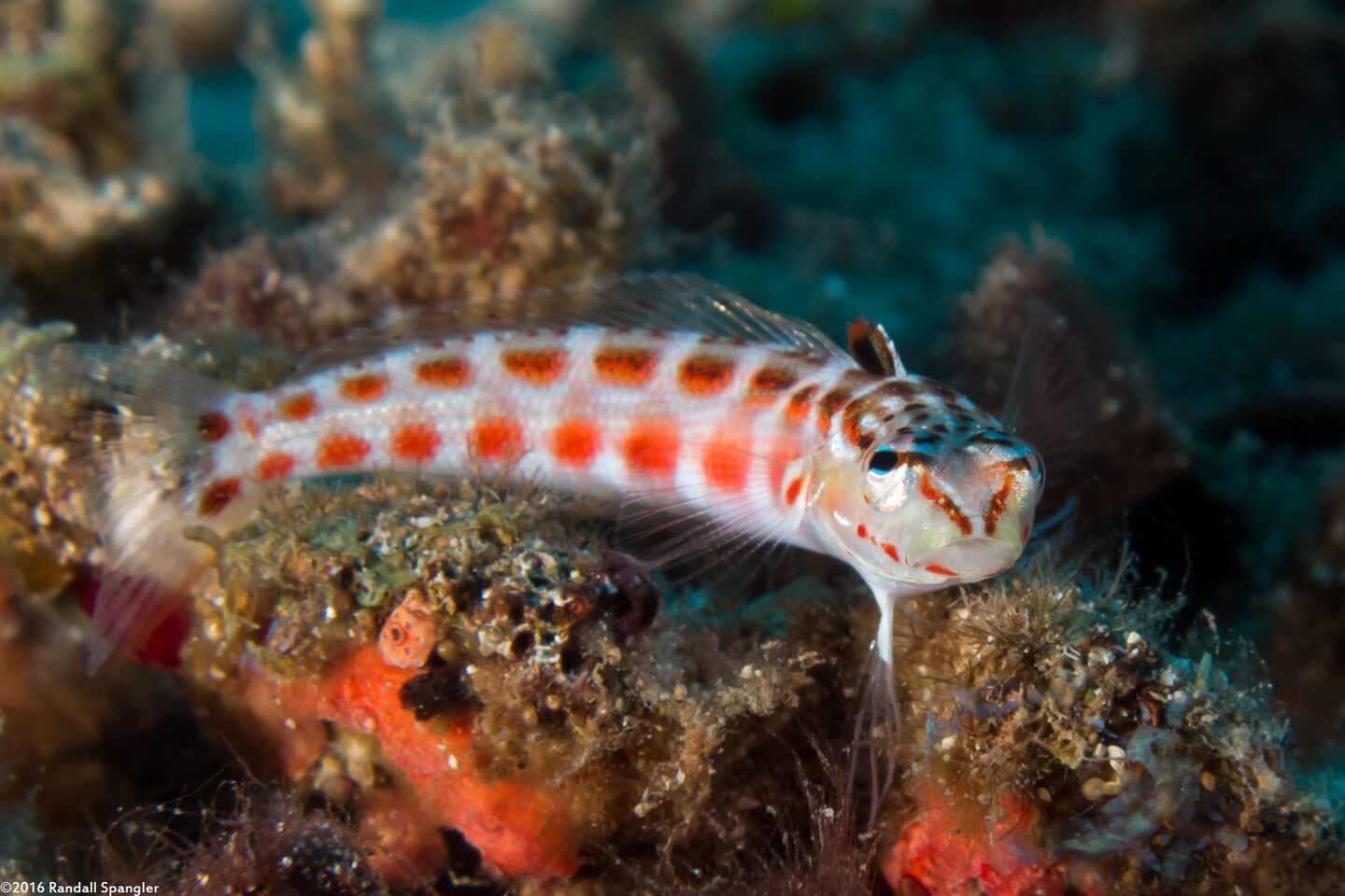 Parapercis schauinslandii (Redspotted Sandperch)