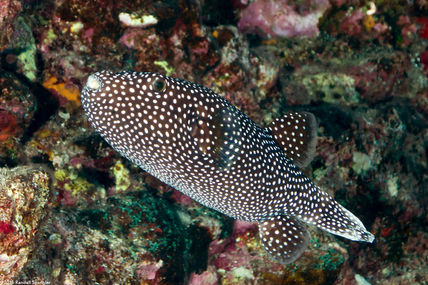 Arothron meleagris (Spotted Puffer)