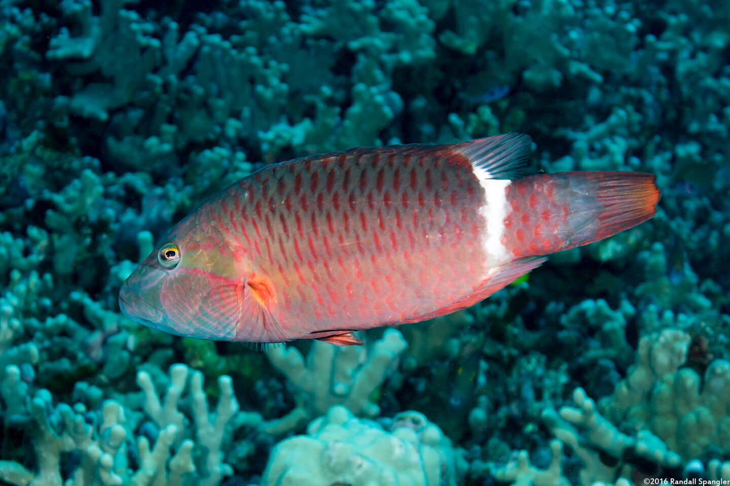 Oxycheilinus unifasciatus (Ringtail Wrasse)