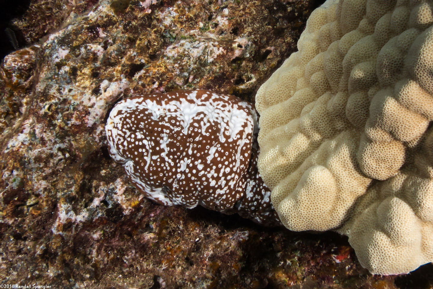 Actinopyga mauritiana (White-Spotted Sea Cucumber)