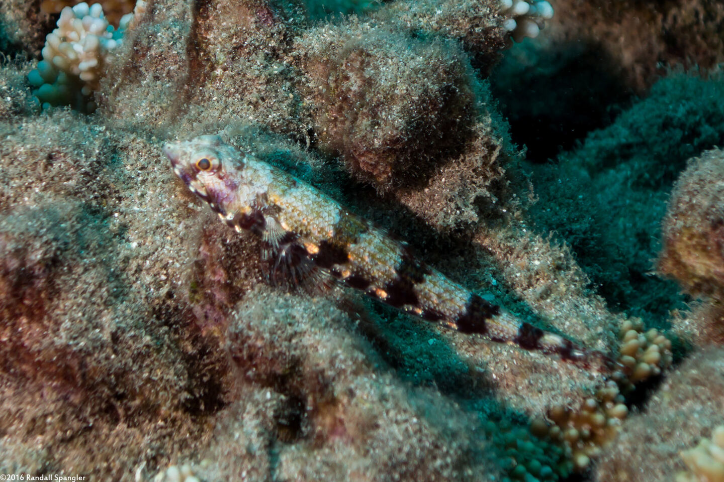 Synodus binotatus (Twospot Lizardfish)