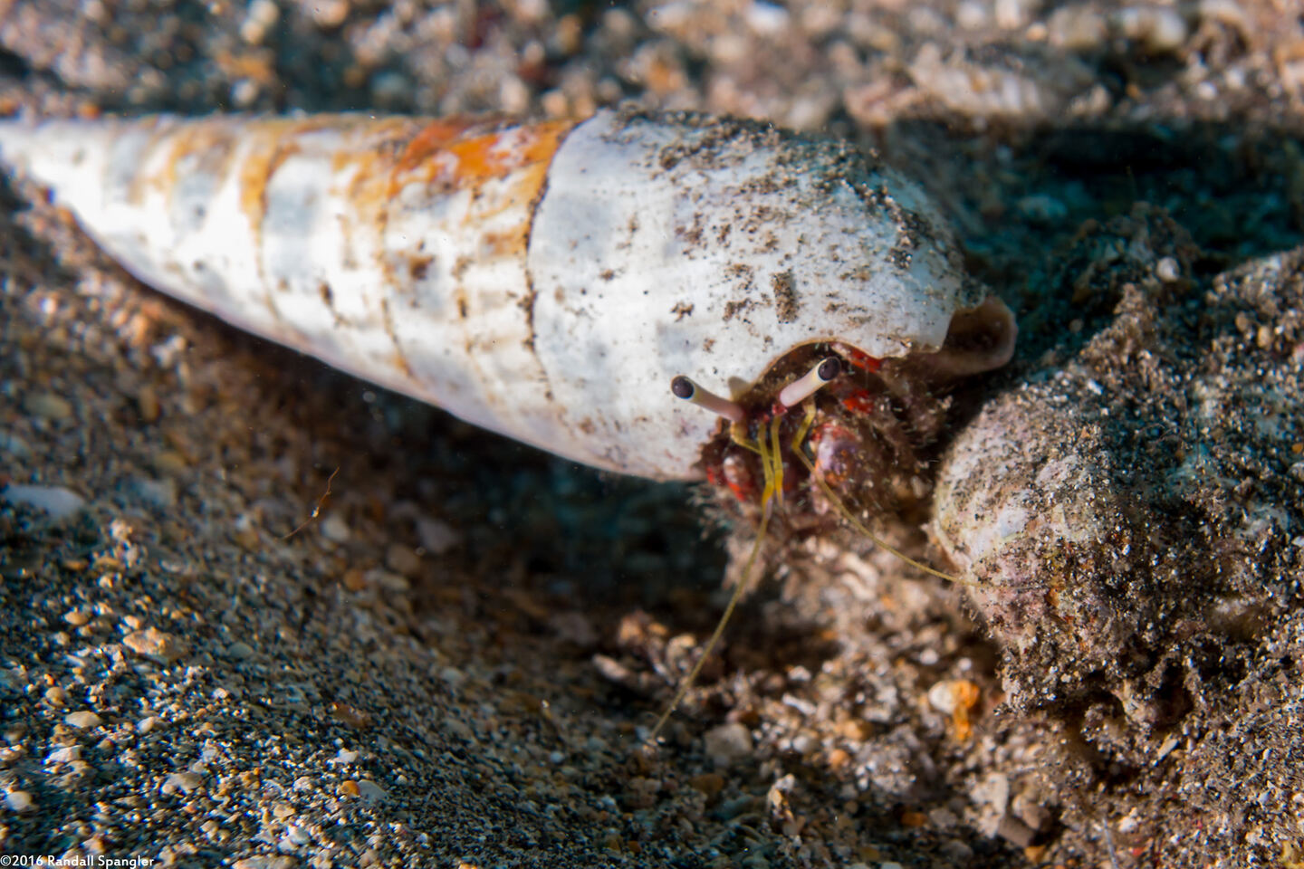 Dardanus sanguinocarpus (Bloody Hermit Crab)