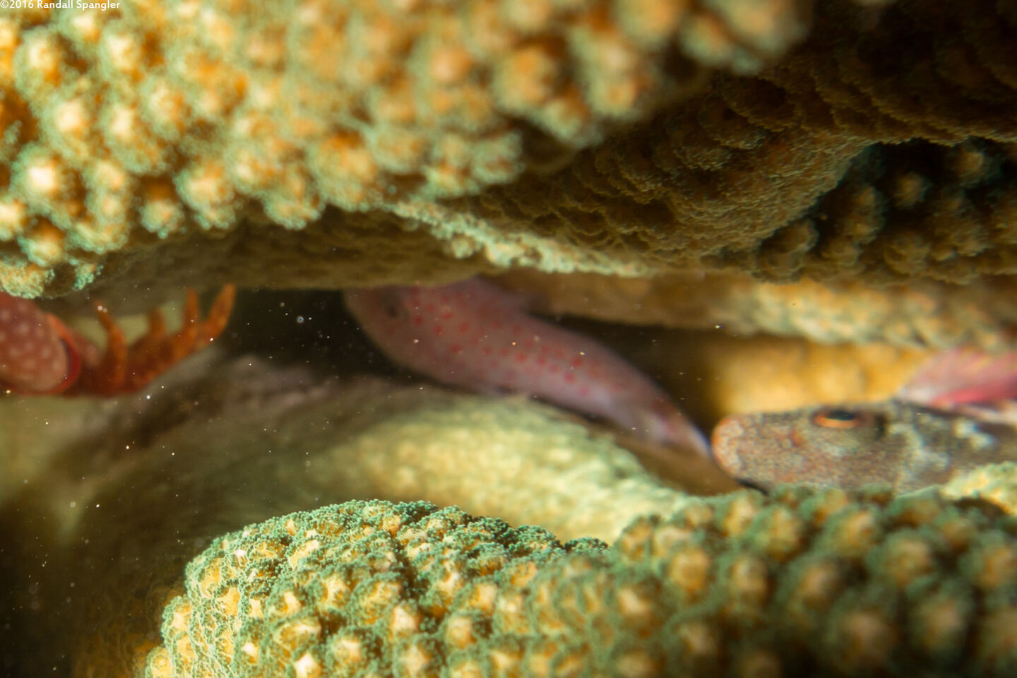 Caracanthus typicus (Hawaiian Coral Croucher)