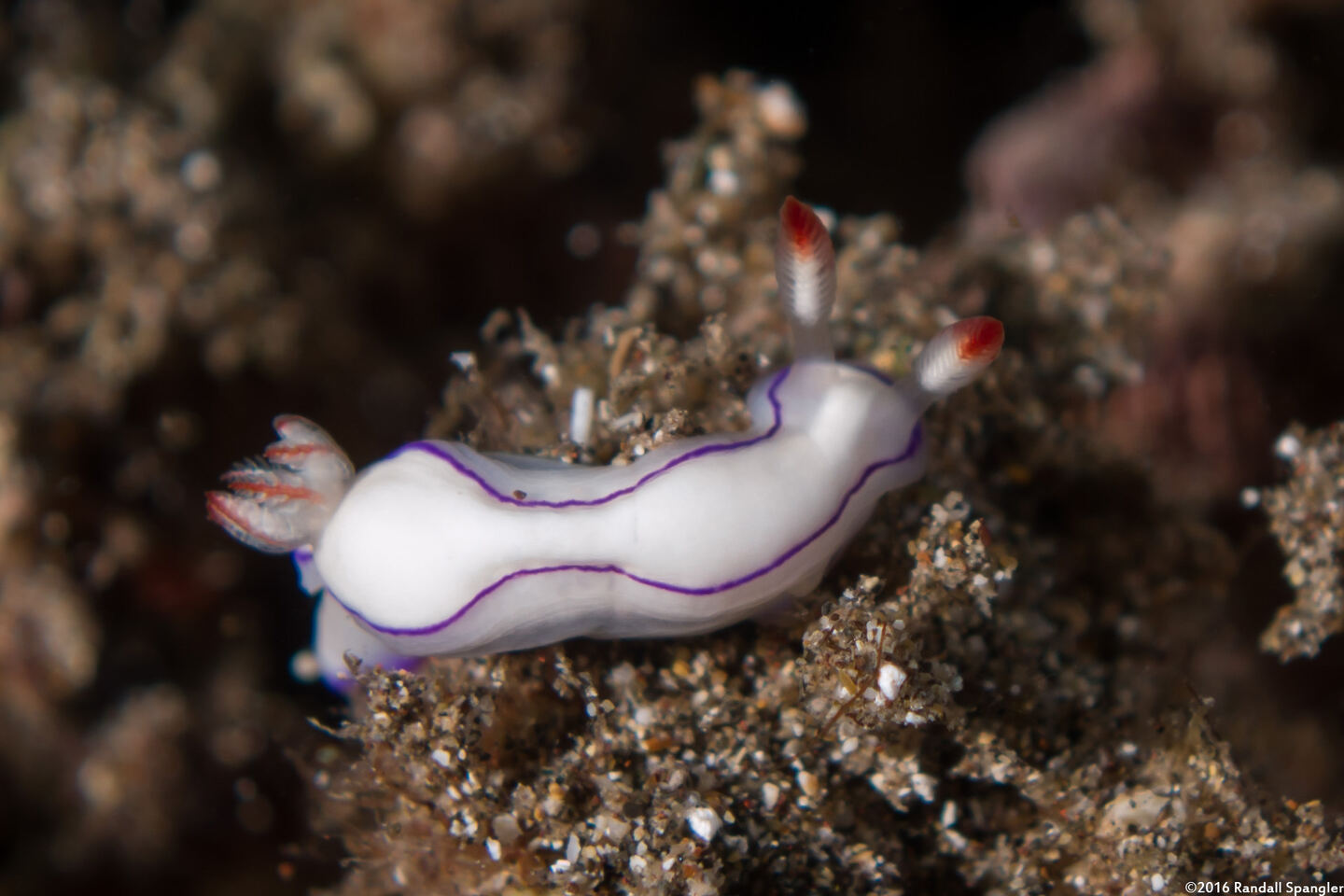 Thorunna daniellae (Danielle's Nudibranch)