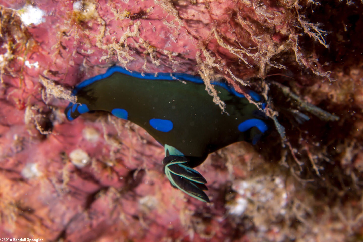 Tambja morosa (Gloomy Nudibranch)