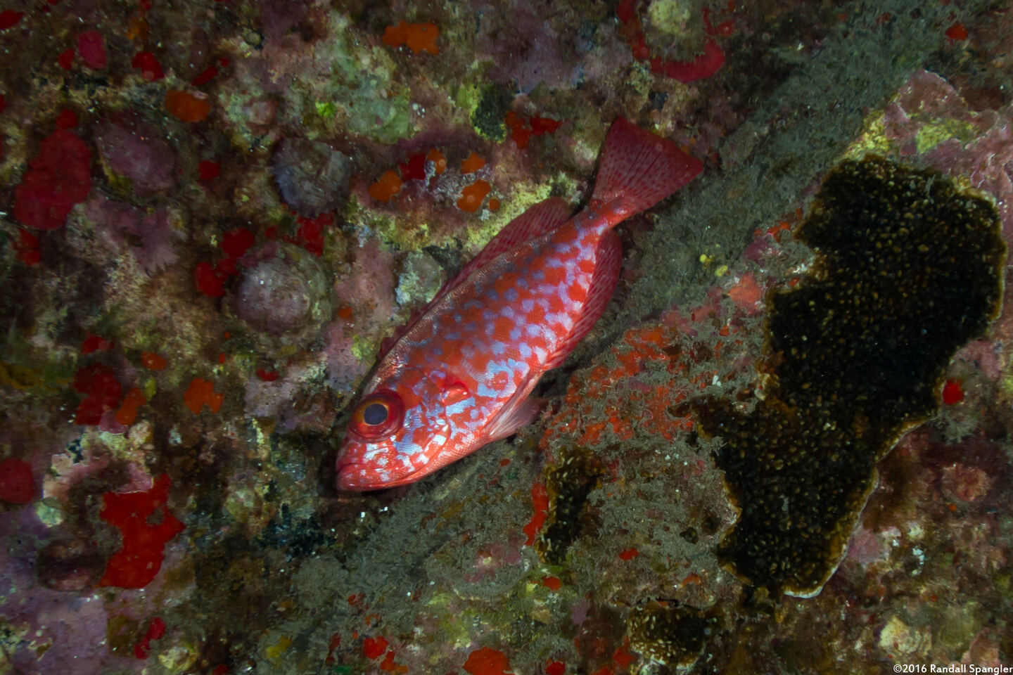 Heteropriacanthus cruentatus (Glasseye)