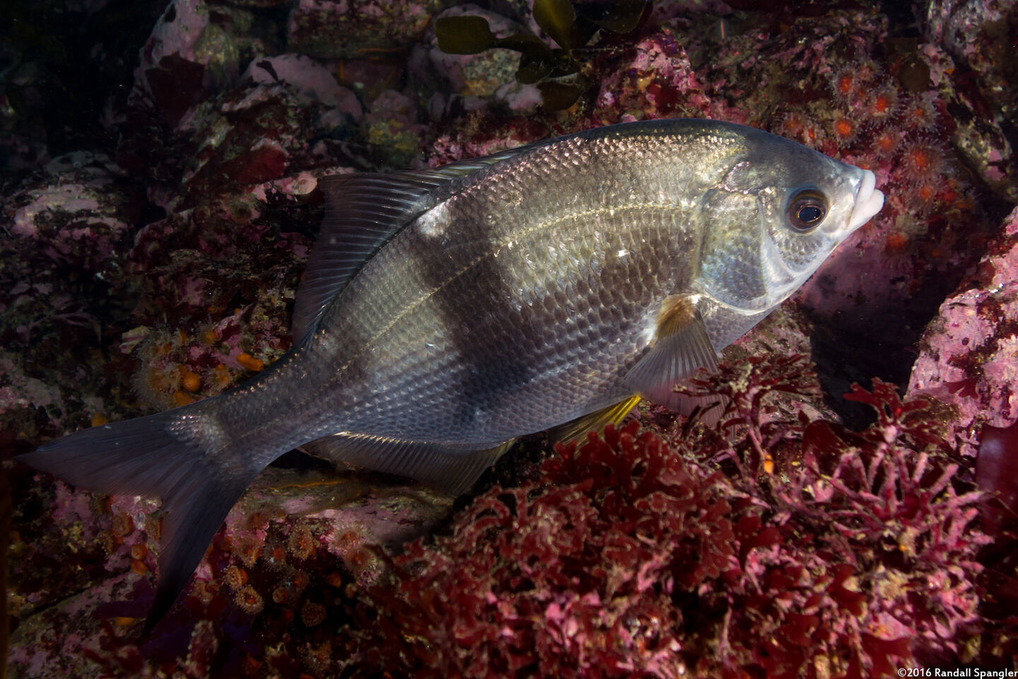 Rhacochilus vacca (Pile Perch)