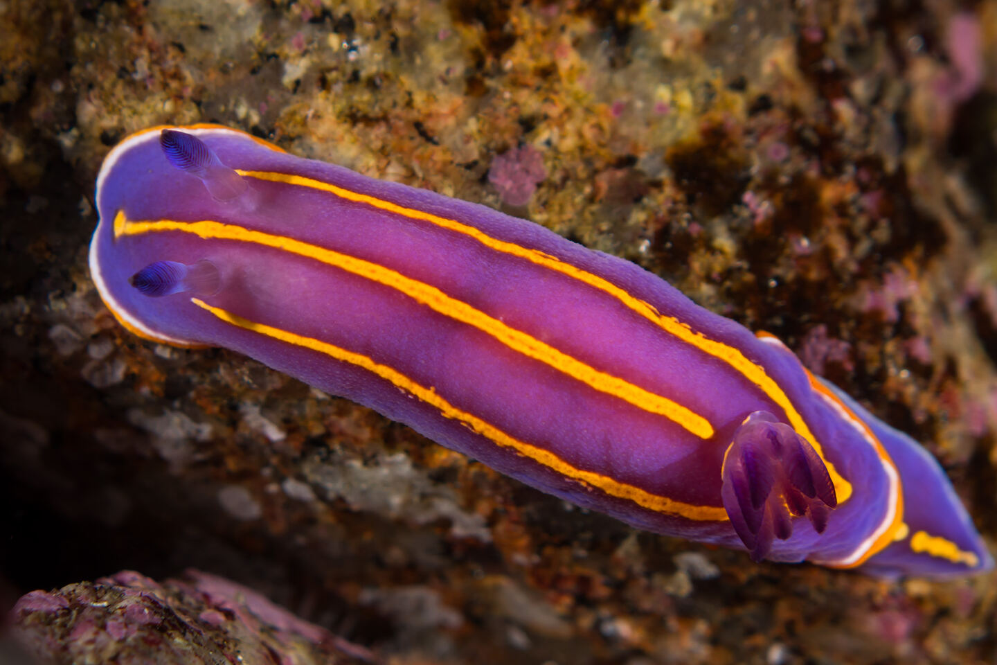 Felimida macfarlandi (MacFarland's Chromodorid)