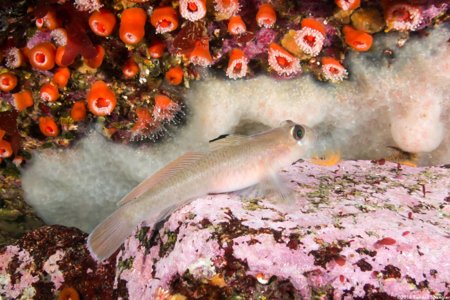 Rhinogobiops nicholsii (Blackeye Goby)