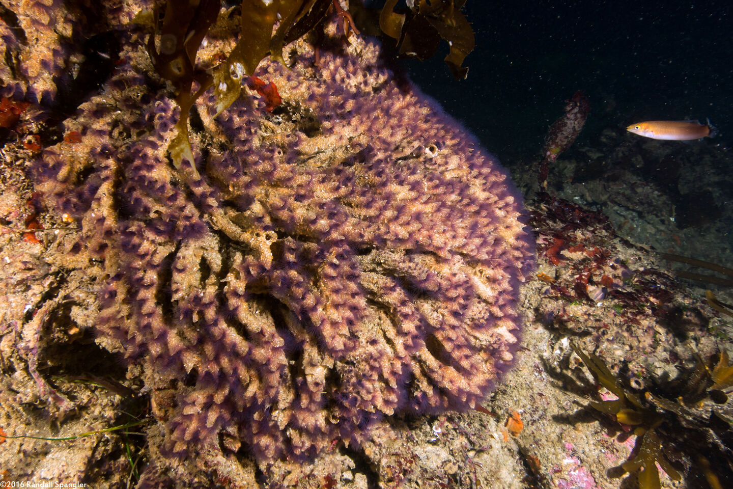 Phragmatopoma californica (Sandcastle Worm)