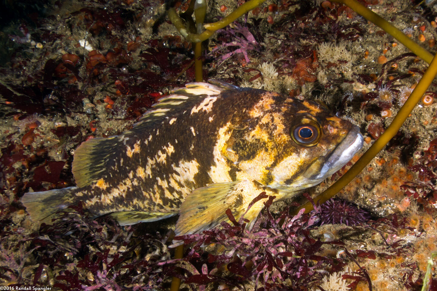 Sebastes chrysomelas (Black-and-Yellow Rockfish)