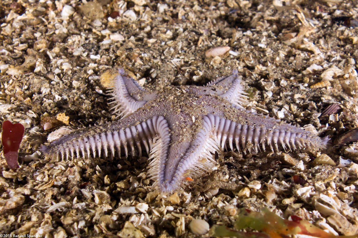 Astropecten armatus (Spiny Sand Star)