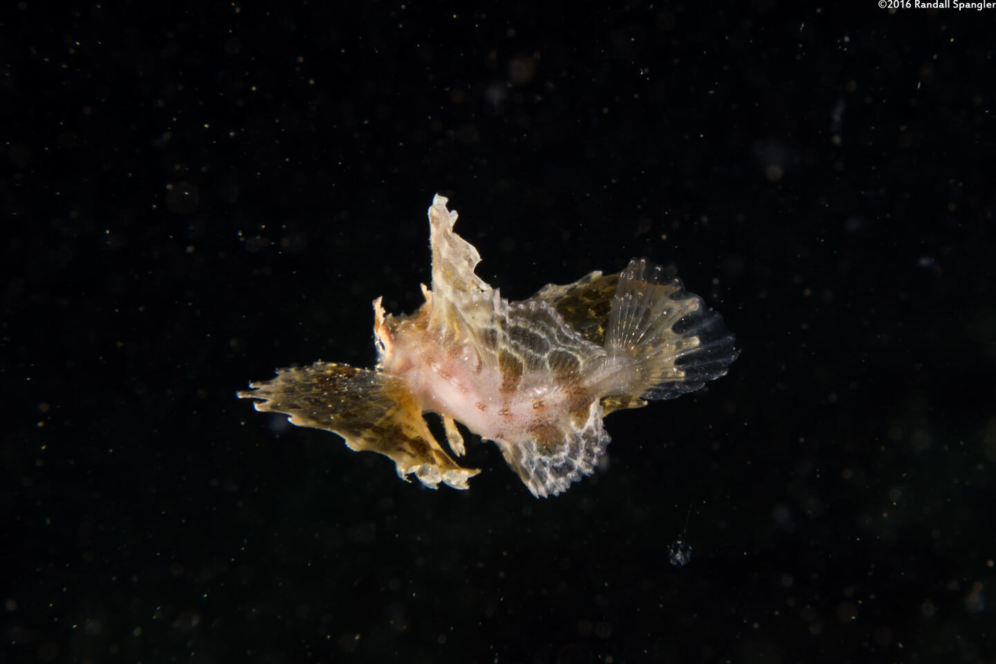 Nautichthys oculofasciatus (Sailfin Sculpin)