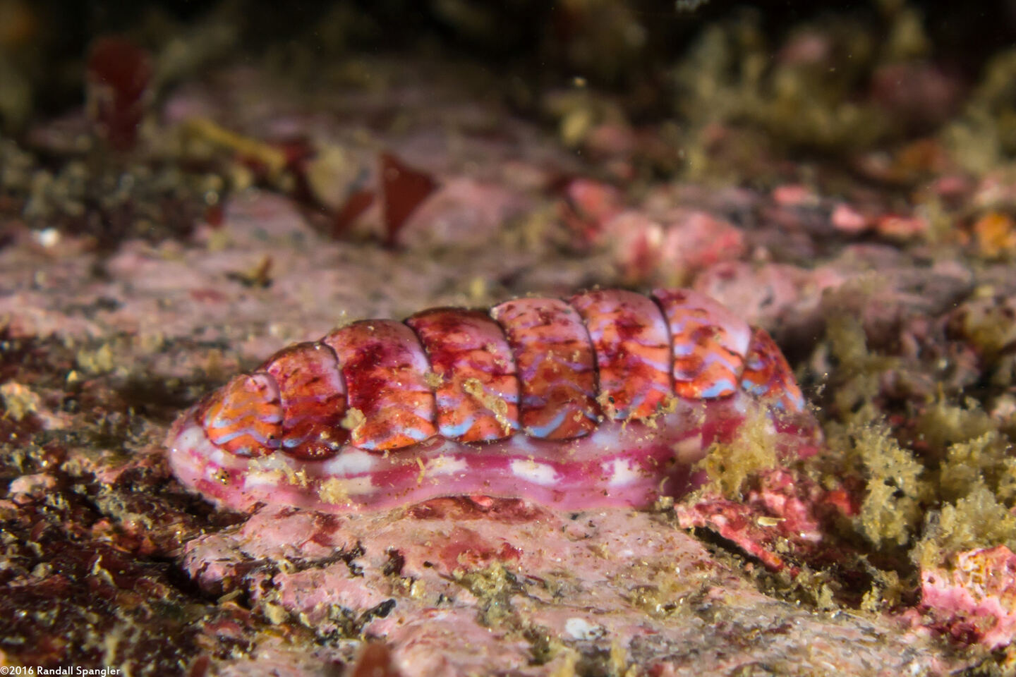 Tonicella lineata (Blue Lined Chiton)