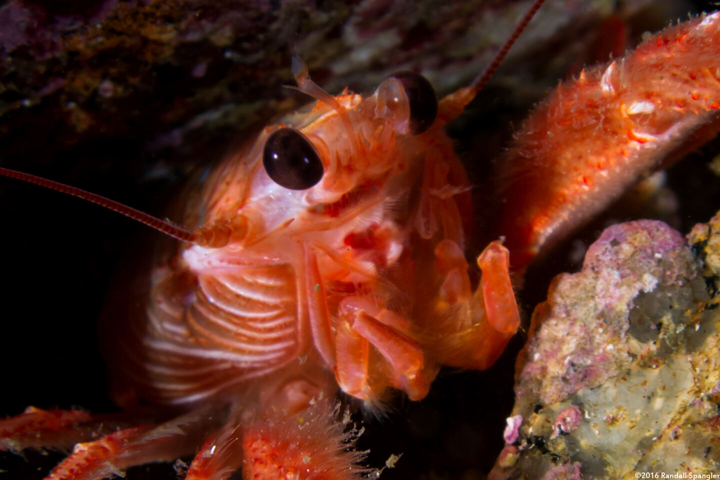 Pleuroncodes planipes (Pelagic Red Crab)
