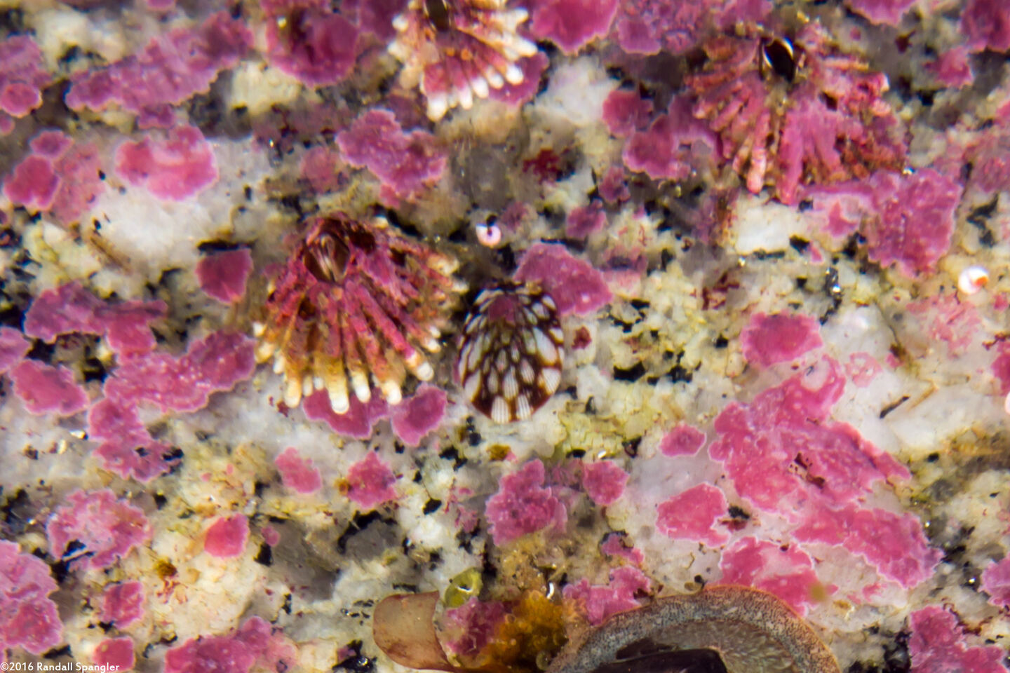 Testudinalia testudinalis (Common Tortoiseshell Limpet)