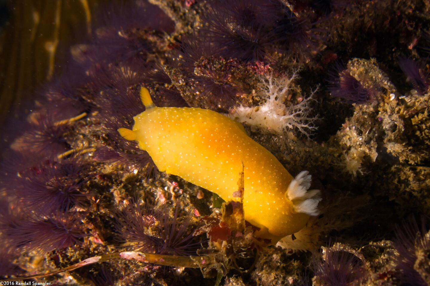 Doriopsilla fulva (White-Speckled Dorid)