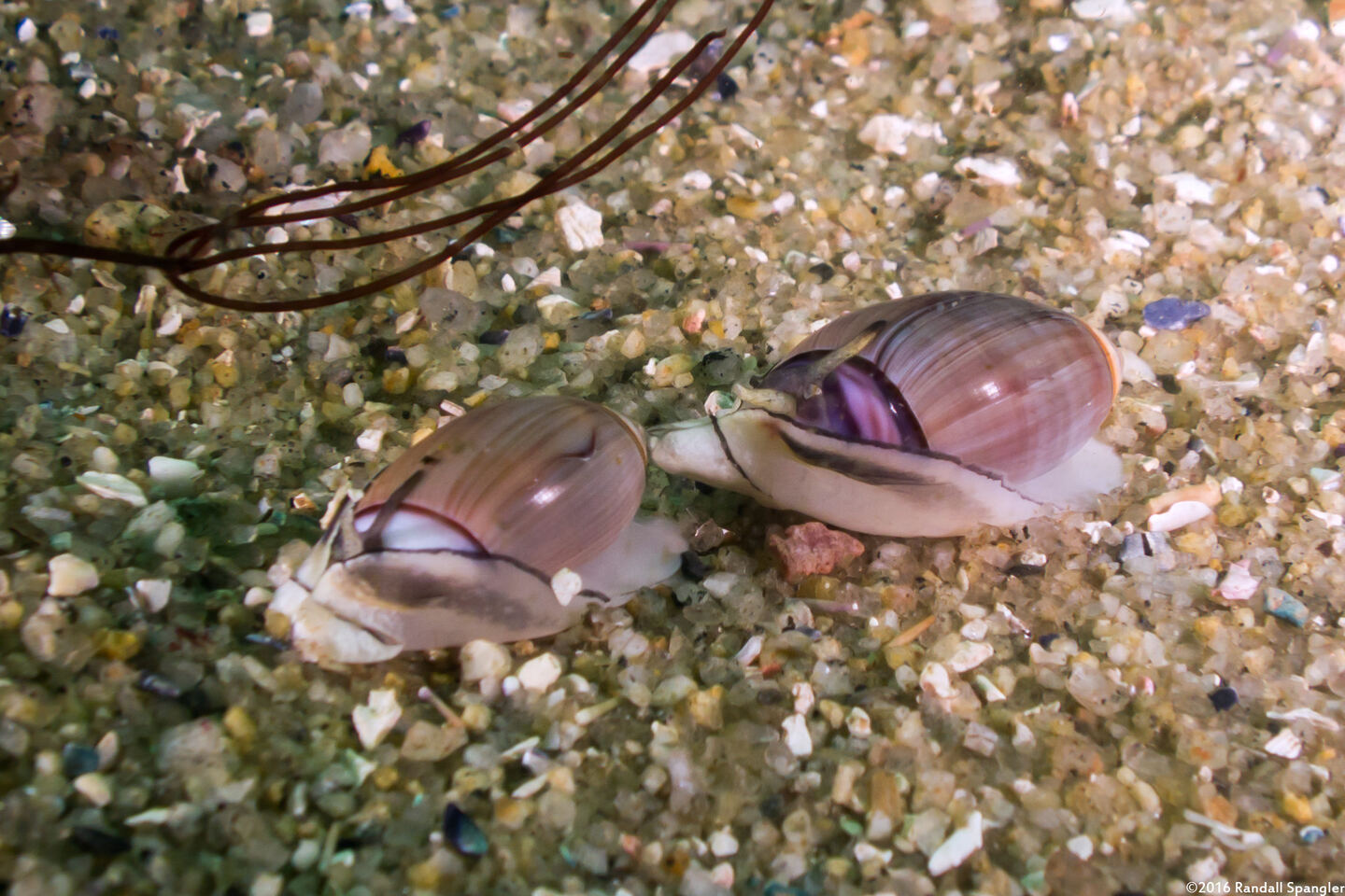 Callianax biplicata (Olive Snail)