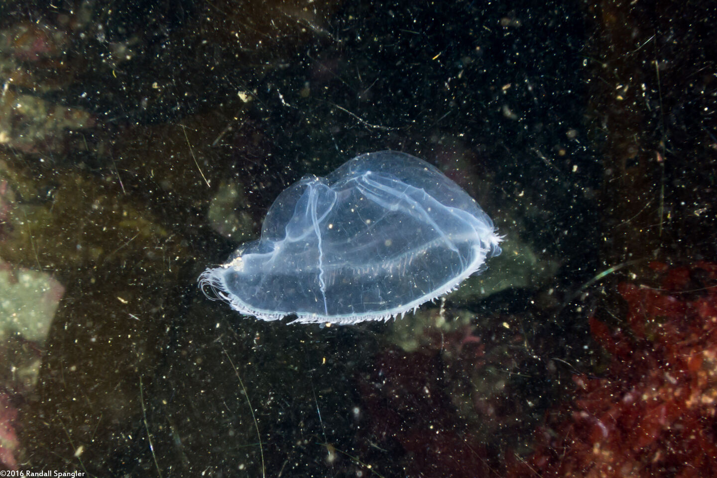 Mitrocoma cellularia (Cross Jelly)