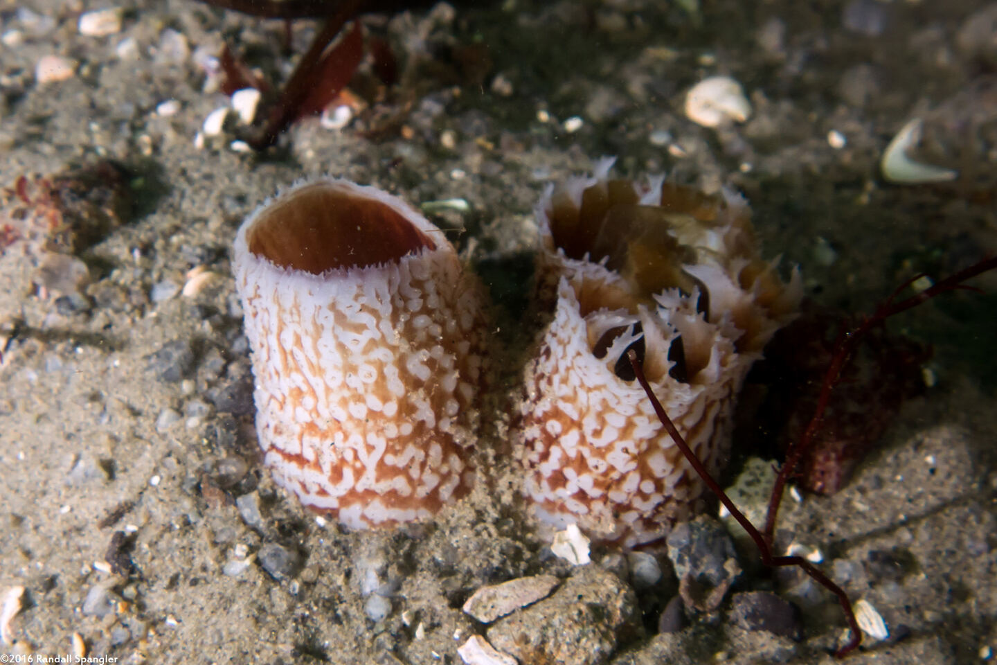 Parapholas californica (Scaleside Piddock)