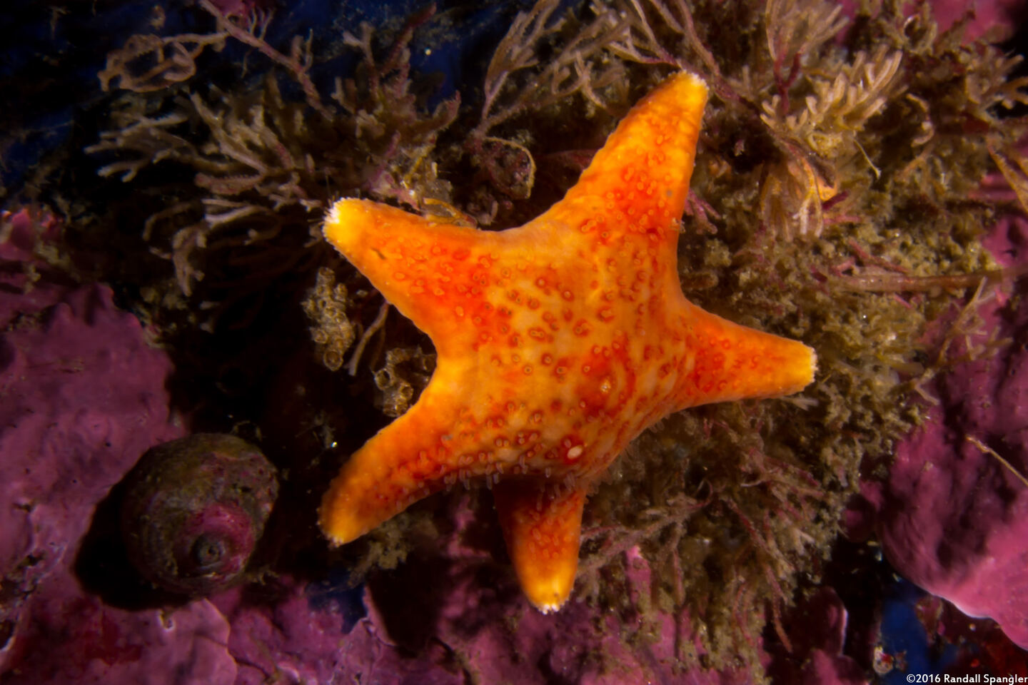 Dermasterias imbricata (Leather Star)