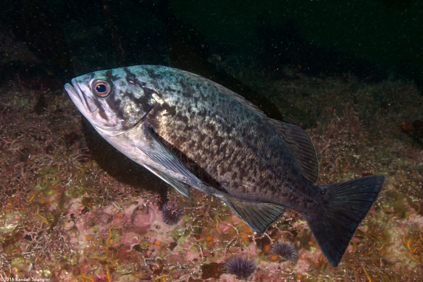 Sebastes mystinus (Blue Rockfish)