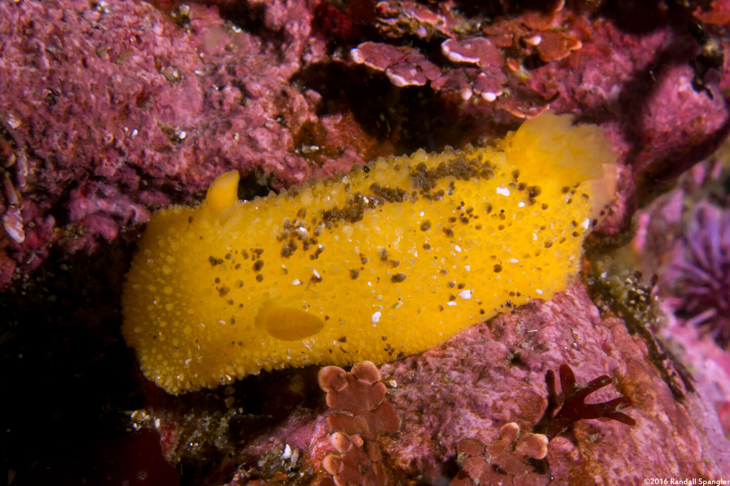 Doris montereyensis (Monterey Dorid)