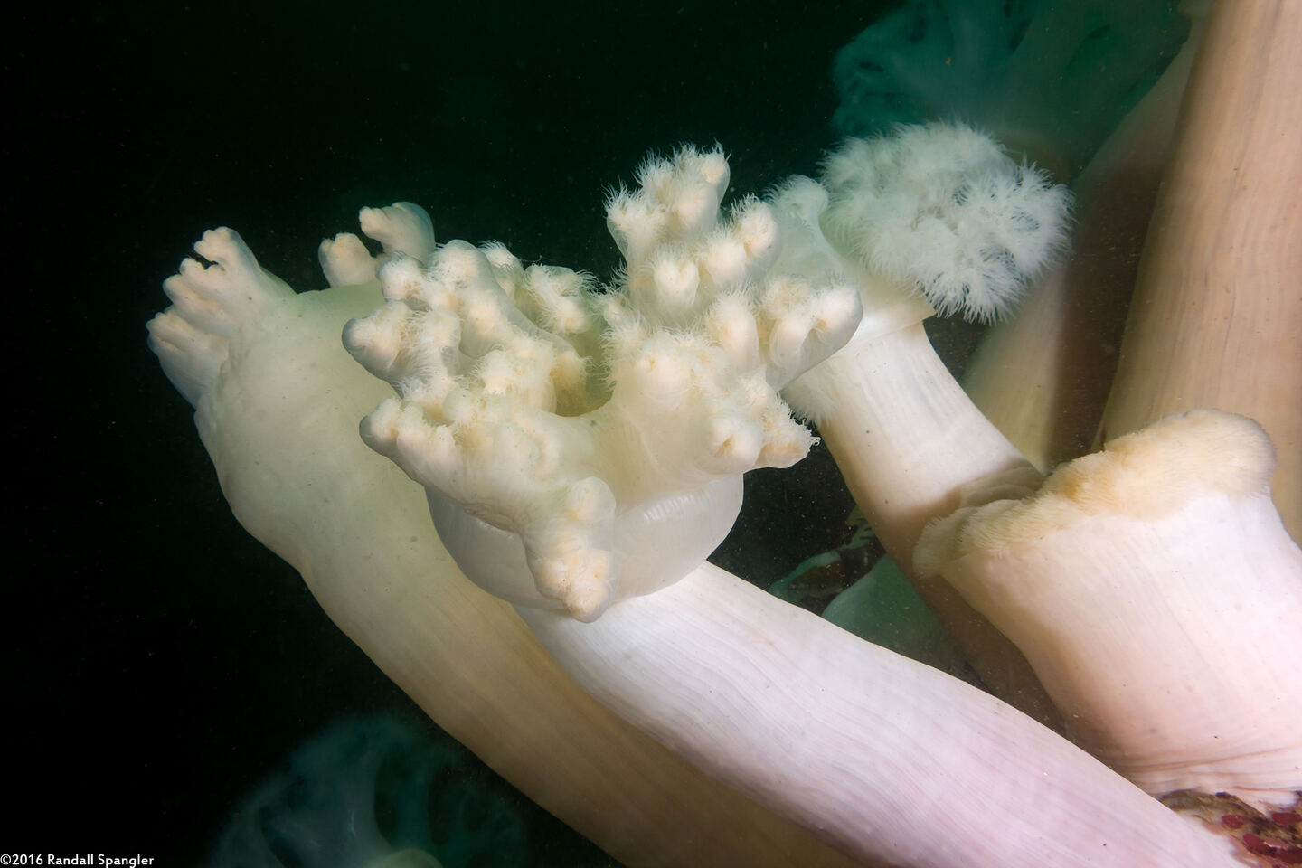 Metridium farcimen (White-Plumed Anemone); Partially out