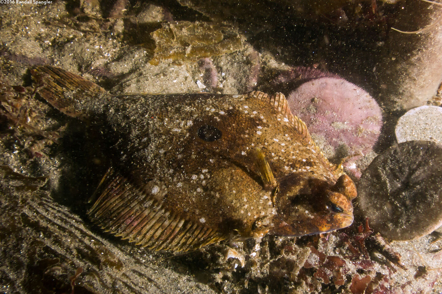 Pleuronichthys coenosus (C-O Sole)