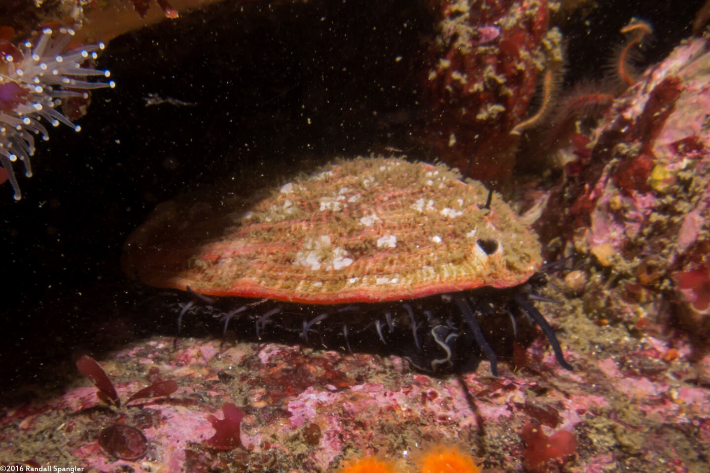 Haliotis rufescens (Red Abalone)
