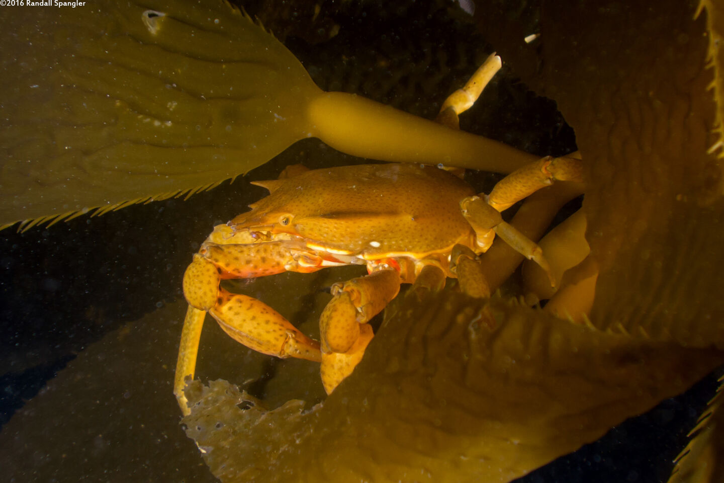 Pugettia producta (Northern Kelp Crab)