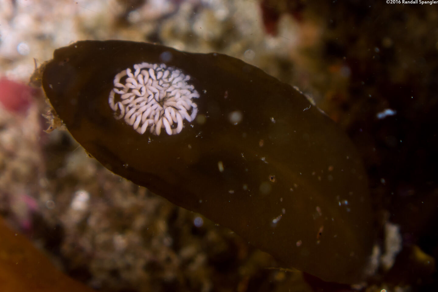Hermissenda opalescens (Opalescent Nudibranch)