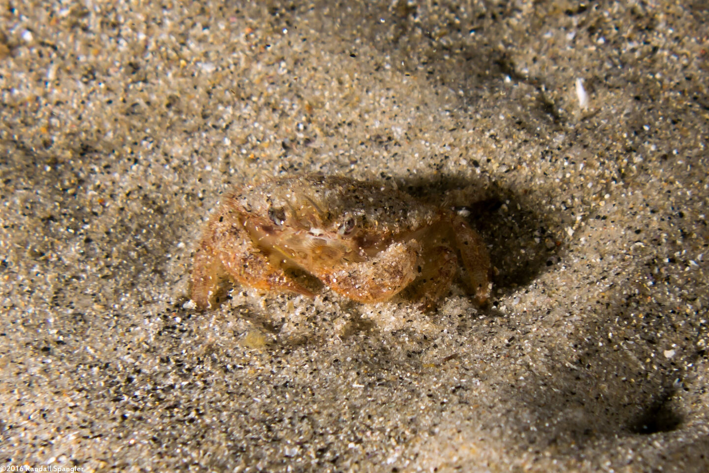 Malacoplax californiensis (California Burrowing Crab)