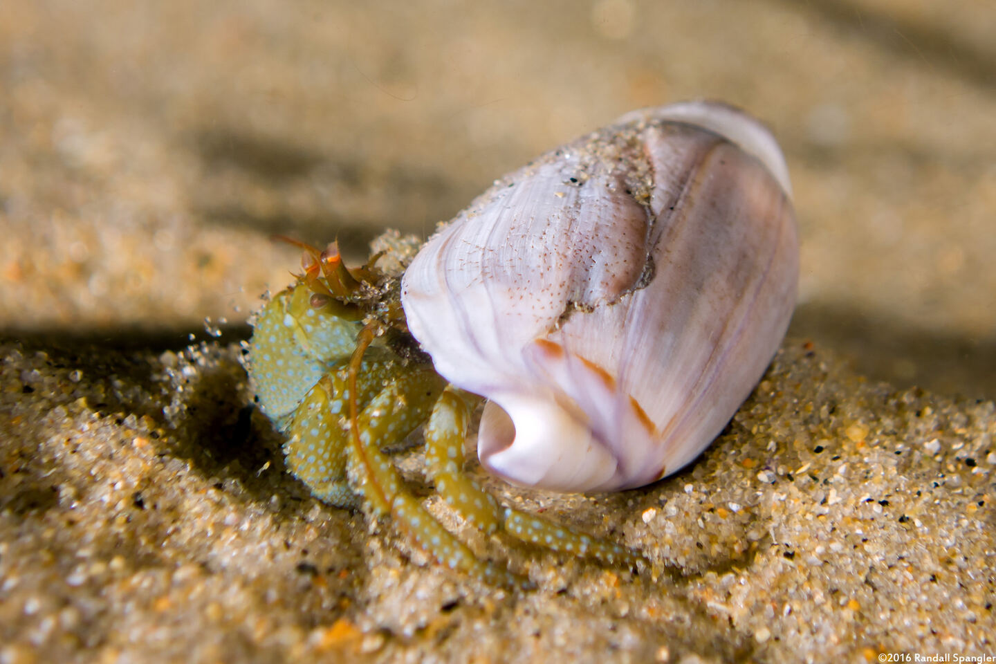 Pagurus granosimanus (Grainyhand Hermit Crab)